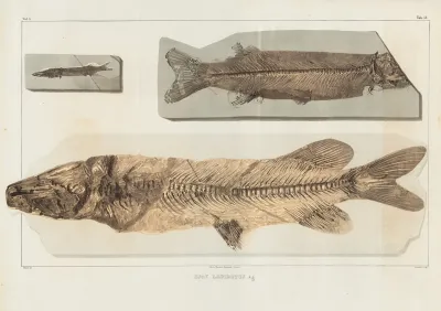 Recherches Sur Les Poissons Fossiles Pl 064