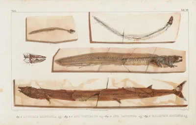 Recherches Sur Les Poissons Fossiles Pl 065