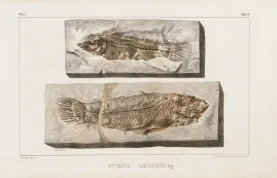 Recherches Sur Les Poissons Fossiles Pl 068