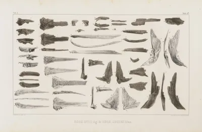 Recherches Sur Les Poissons Fossiles Pl 069