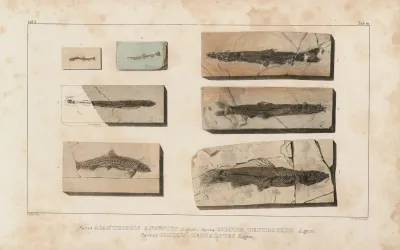 Recherches Sur Les Poissons Fossiles Pl 072
