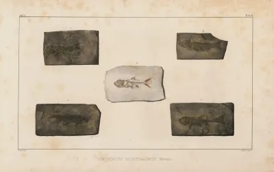 Recherches Sur Les Poissons Fossiles Pl 080