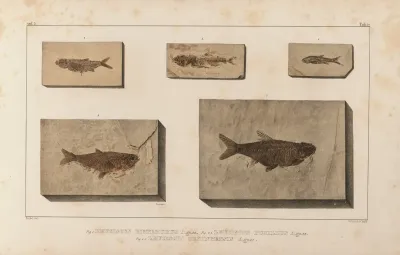 Recherches Sur Les Poissons Fossiles Pl 081