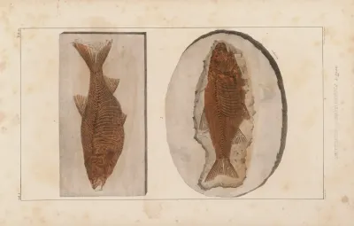 Recherches Sur Les Poissons Fossiles Pl 082