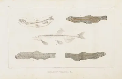 Recherches Sur Les Poissons Fossiles Pl 084
