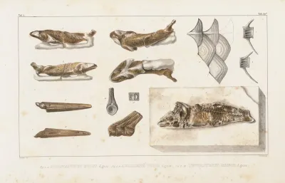 Recherches Sur Les Poissons Fossiles Pl 085
