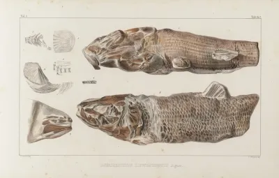 Recherches Sur Les Poissons Fossiles Pl 087