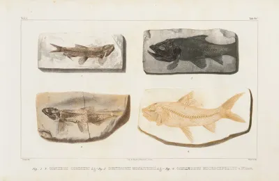Recherches Sur Les Poissons Fossiles Pl 088