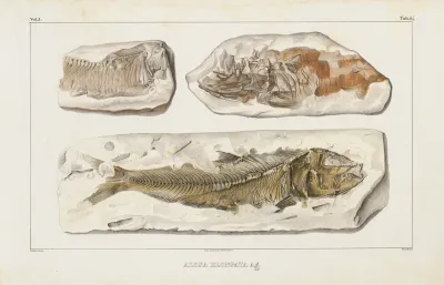 Recherches Sur Les Poissons Fossiles Pl 092