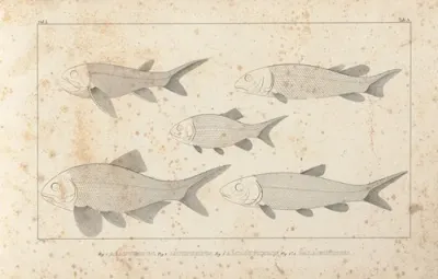 Recherches Sur Les Poissons Fossiles Pl 093