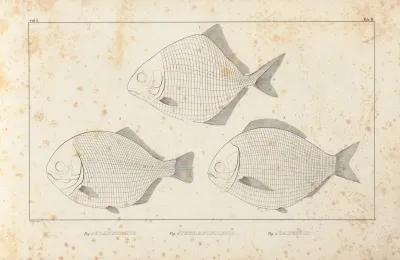Recherches Sur Les Poissons Fossiles Pl 094