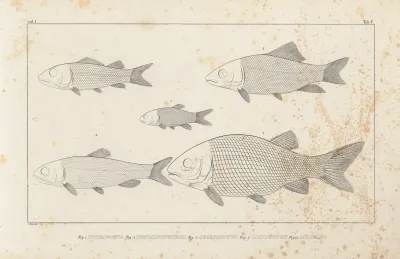 Recherches Sur Les Poissons Fossiles Pl 095