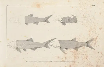 Recherches Sur Les Poissons Fossiles Pl 096