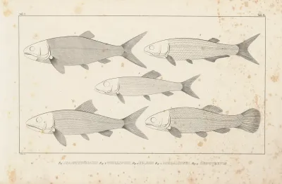Recherches Sur Les Poissons Fossiles Pl 097