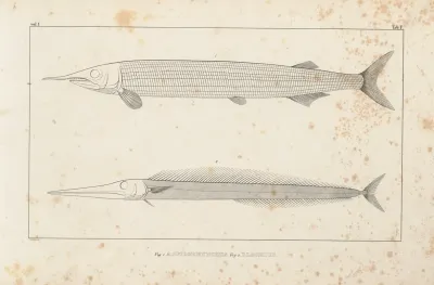 Recherches Sur Les Poissons Fossiles Pl 098