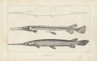 Recherches Sur Les Poissons Fossiles Pl 103