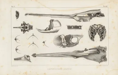 Recherches Sur Les Poissons Fossiles Pl 106