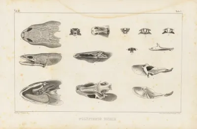 Recherches Sur Les Poissons Fossiles Pl 108