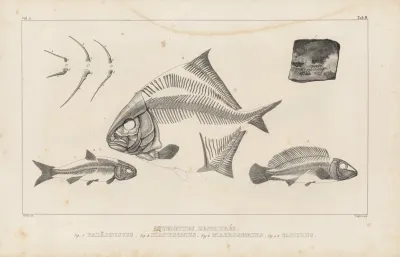 Recherches Sur Les Poissons Fossiles Pl 109