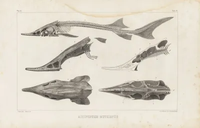 Recherches Sur Les Poissons Fossiles Pl 110
