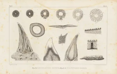 Recherches Sur Les Poissons Fossiles Pl 112