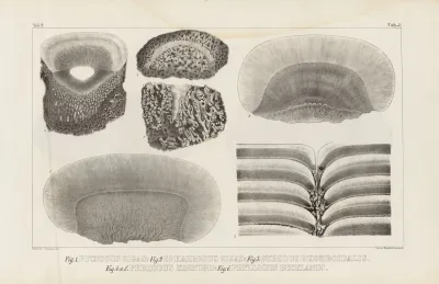 Recherches Sur Les Poissons Fossiles Pl 114