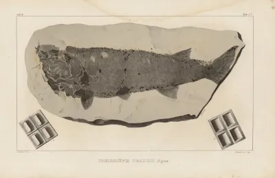Recherches Sur Les Poissons Fossiles Pl 119