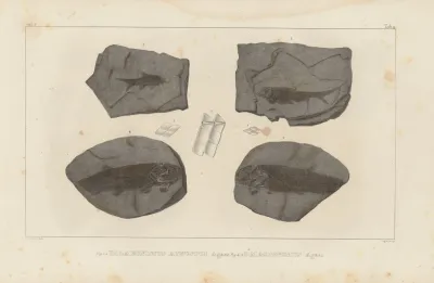 Recherches Sur Les Poissons Fossiles Pl 134