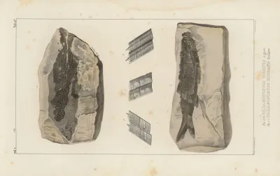 Recherches Sur Les Poissons Fossiles Pl 137