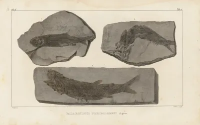 Recherches Sur Les Poissons Fossiles Pl 139