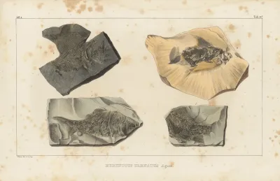 Recherches Sur Les Poissons Fossiles Pl 143