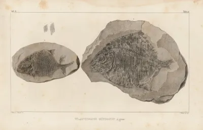 Recherches Sur Les Poissons Fossiles Pl 146
