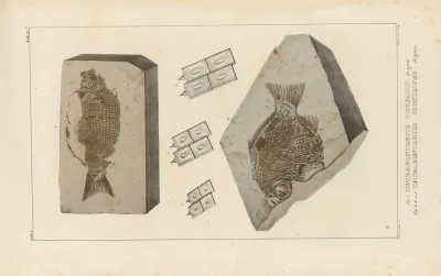 Recherches Sur Les Poissons Fossiles Pl 152