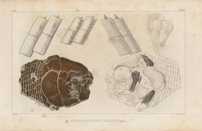 Recherches Sur Les Poissons Fossiles Pl 158
