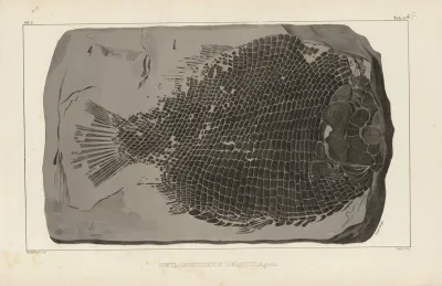 Recherches Sur Les Poissons Fossiles Pl 159