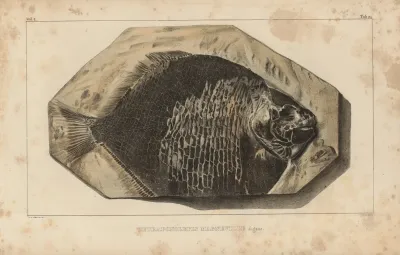 Recherches Sur Les Poissons Fossiles Pl 161