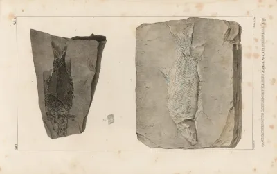 Recherches Sur Les Poissons Fossiles Pl 168