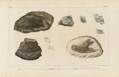 Recherches Sur Les Poissons Fossiles Pl 171