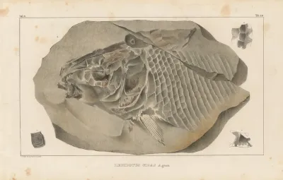 Recherches Sur Les Poissons Fossiles Pl 172