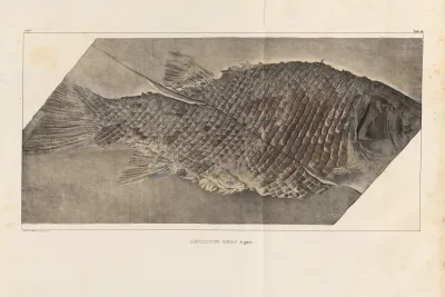 Recherches Sur Les Poissons Fossiles Pl 173