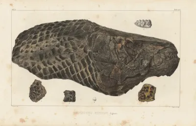 Recherches Sur Les Poissons Fossiles Pl 178