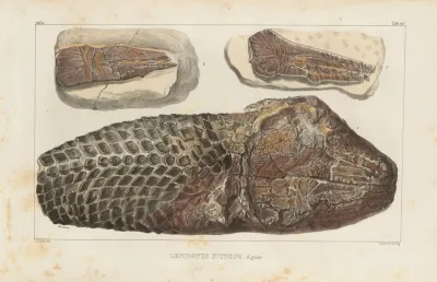 Recherches Sur Les Poissons Fossiles Pl 179
