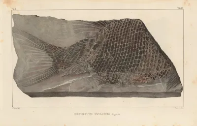 Recherches Sur Les Poissons Fossiles Pl 183
