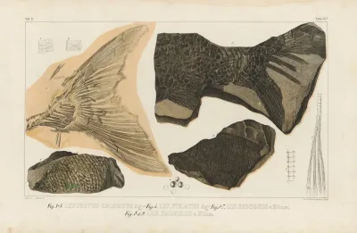 Recherches Sur Les Poissons Fossiles Pl 187