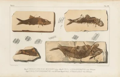 Recherches Sur Les Poissons Fossiles Pl 191