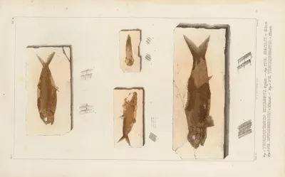 Recherches Sur Les Poissons Fossiles Pl 195