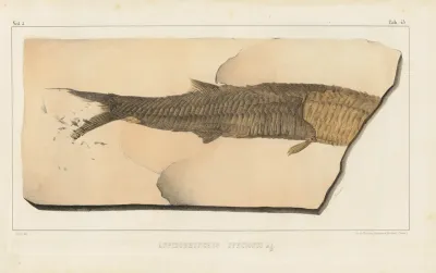 Recherches Sur Les Poissons Fossiles Pl 200