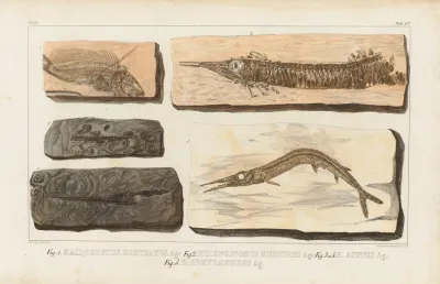 Recherches Sur Les Poissons Fossiles Pl 203