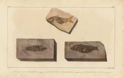 Recherches Sur Les Poissons Fossiles Pl 205