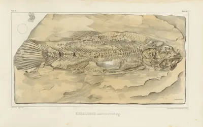 Recherches Sur Les Poissons Fossiles Pl 208